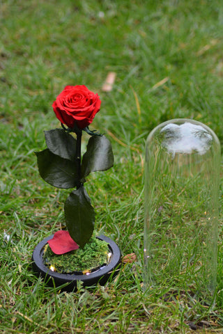 wedding decor , Preserved Rose in Glass Dome , preserved rose , personalised gift , Light Up Rose , home decor , gifts for the bride , gifts for her , gift for mum , forever rose , Flower gift , floral bouquet , floral arrangement , everlasting rose , eternal rose , bespoke terrarium , Beauty and the Beast Enchanted Rose , beauty and the beast , Beast Enchanted Rose