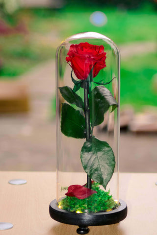 wedding decor , Preserved Rose in Glass Dome , preserved rose , personalised gift , Light Up Rose , home decor , gifts for the bride , gifts for her , gift for mum , forever rose , Flower gift , floral bouquet , floral arrangement , everlasting rose , eternal rose , bespoke terrarium , Beauty and the Beast Enchanted Rose , beauty and the beast , Beast Enchanted Rose